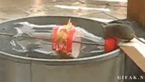 Udělejte domácí pasti pro myši je snadná